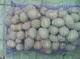 Зображення для оголошення Купляю товарну картошку