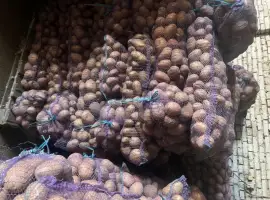 Зображення для оголошення Продам картоплю їстівну