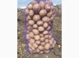 Зображення для оголошення Продам картоплю