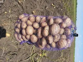 Зображення для оголошення Продам картофель чистый