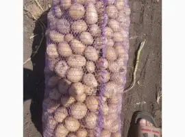 Продам картофель Аризона