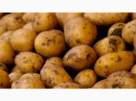 Зображення для оголошення Куплю товарну картоплю