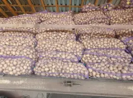 Зображення для оголошення Продам посадочный материал ривьера