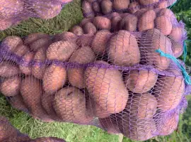 Зображення для оголошення Картопля