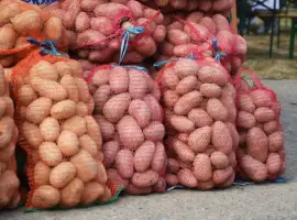Продам домашню картоплю велику. Картошка опт
