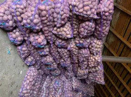 Зображення для оголошення Продам велику картоплю