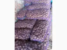 Зображення для оголошення Продам картоплю Рів'єра другої репродукції