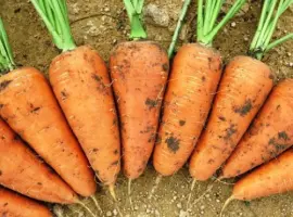 Зображення для оголошення Продам семена морковки