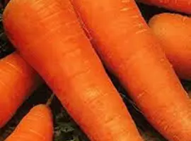 Зображення для оголошення Продам семена Морковь Шантане