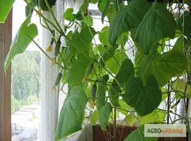 Зображення для оголошення Продам семена Огурец Комнатный