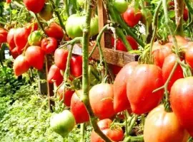 Зображення для оголошення Продам семена Томат Чудо Земли