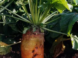 Зображення для оголошення Насіння кормовий буряк Бригадир (Німеччина Оригінал)