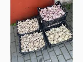 Зображення для оголошення Продам часник різного розміру є хороші обʼєми