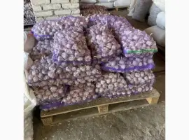 Продам товарний часник оптом 5/10/15/20 тон
