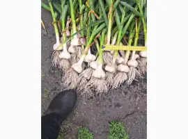 Зображення для оголошення Куплю чеснок