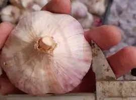Зображення для оголошення Часник продаж 1 репродукція від "АГРО-ГАРЛІК"- Любаша