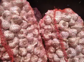 Зображення для оголошення Куплю чеснок всех фракций