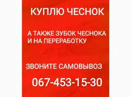 Зображення для оголошення Куплю чеснок дорого