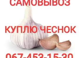 Зображення для оголошення Куплю чеснок приезжаем сами