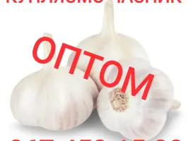Зображення для оголошення Куплю чеснок оптом дорого
