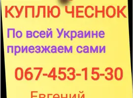 Зображення для оголошення Куплю чеснок по всей Украине только товарный