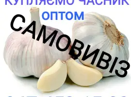 Зображення для оголошення Куплю чеснок оптом. Заберём весь