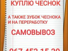 Зображення для оголошення Куплю чеснок куплю чеснок