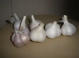 Зображення для оголошення Продам товарный чеснок
