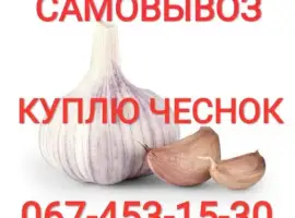 Куплю чеснок дорого круглый год также зубок