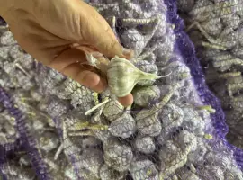 Куплю Часничок
