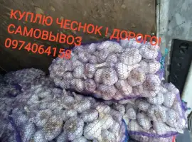 Зображення для оголошення Куплю чеснок дорого оптом