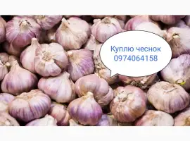 Закупаю чеснок