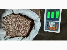Зображення для оголошення Продам часник ВОЗДУШКУ сорт Любаша