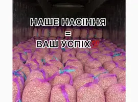 Зображення для оголошення Насіння часнику однозубка часник