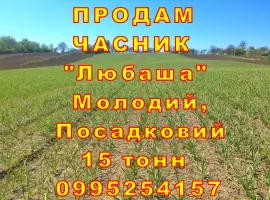Зображення для оголошення Опт 15 тонн ПРОДАМ Часник Любаша Товарний Молодий Сухий Чеснок Посадочный Garlic