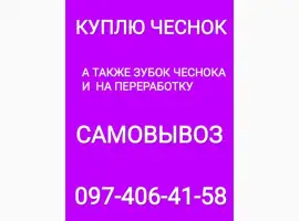 Зображення для оголошення Куплю чеснок крупный средний мелкий