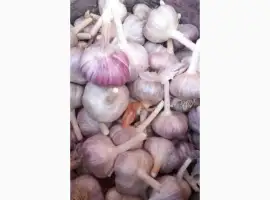 Продам озимий часник