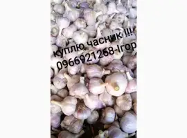 Часник куплю