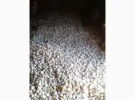 Зображення для оголошення Купуємо часник дорого