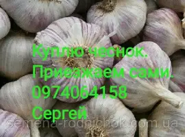 Куплю чеснок разных размеров. ЗУБОК. Переработка