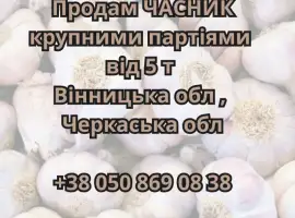Продам крупними партіями часник від 5 тонн