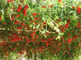 Зображення для оголошення Продам семена Томатное дерево (Цифомандра)