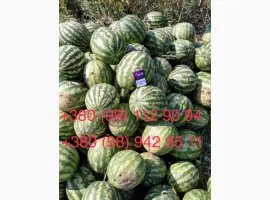 Зображення для оголошення Продам Кавун 2- 4 кг опт 3 грн