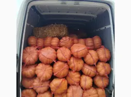 Зображення для оголошення Продам тыкву "Ромашку" Мускат де Прованс есть объём