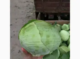 Зображення для оголошення Куплю Капусту ОПТом 1-2 сорт Україна