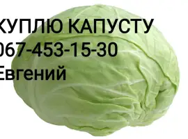 Зображення для оголошення Куплю капусту оптом ( 1-3 кг)