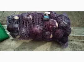 Зображення для оголошення Продам червонокачану капусту