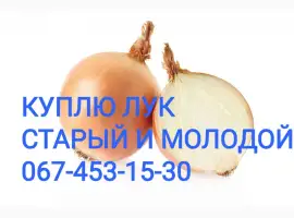 Зображення для оголошення Куплю цибулю Об'эм