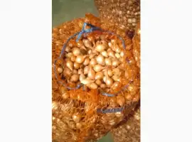 Зображення для оголошення Продам лук-севок