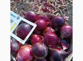 Зображення для оголошення Продаю лук синий